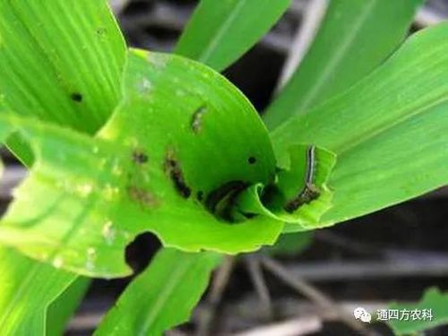 ���הQ����ô�k����ץ�o��Q��(hu��)Ӱ푮a(ch��n)��!!!